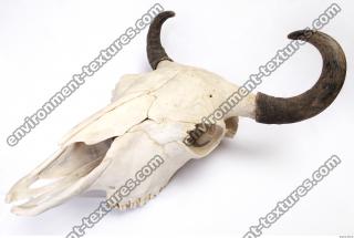 animal skull 0015